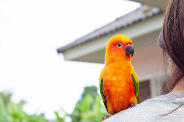 Sun Conure Parrots or Aratinga solstitialis perched on on its owner's shoulder.
