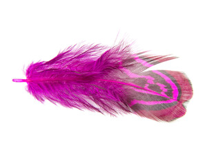 Elegant pink pheasant feather isolated on the white background