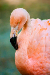 Fototapeta premium pink flamingo portrait