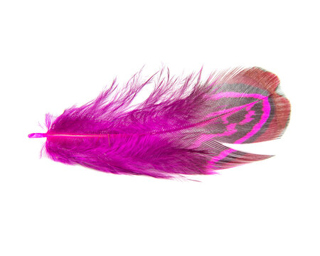 Elegant pink pheasant feather isolated on the white background