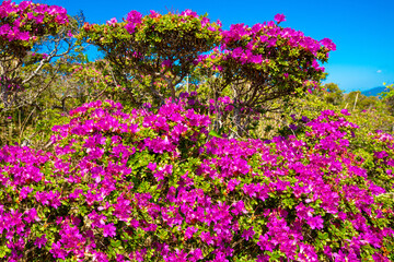 経塚山のミヤマキリシマ