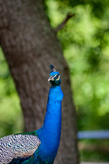 Obraz premium portrait of a peacock