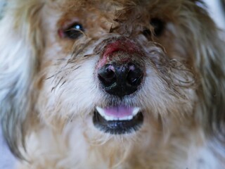The dog has purulent scars on the nose.