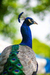 Obraz premium peacock in the park