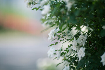 beautiful white flowers in spring