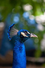 close up of peacock