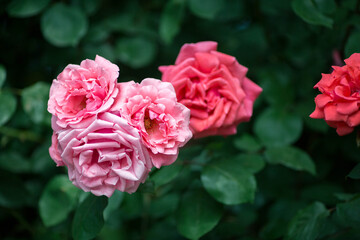 beautiful pink flowers in spring
