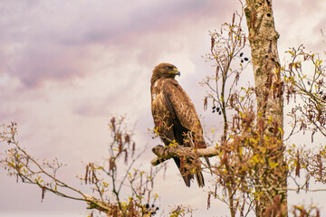 Impressive buzzard, buteo buteo, sitting on a branch in the spring with copy space. Dominant bird of prey is observing on a branch. Feathered animal with white and brown plumage. Impressive sky
