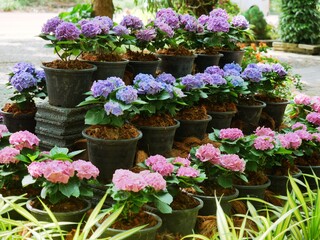 Fototapeta na wymiar Planting pots placed in alternating colors.