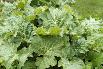 fresh green homegrown rhubarb bush