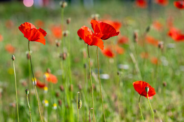 Obraz premium Papaver rhoeas common poppy seed bright red flowers in bloom, group of flowering plants on meadow, wild plants