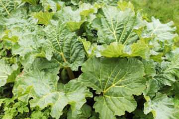 Fototapeta premium fresh green homegrown rhubarb bush