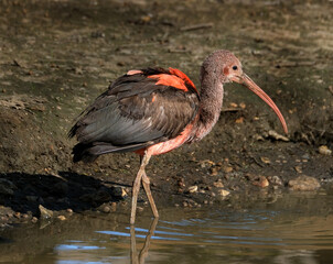 The scarlet ibis is a species of ibis in the bird family Threskiornithidae. It inhabits tropical South America and part of the Caribbean.