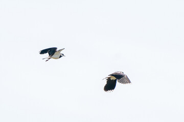 Two Lapwing birds fly and play in the air. In the province of Friesland in the Netherlands