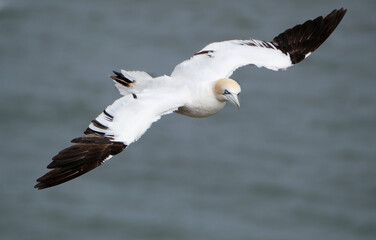 Gannets are large white birds with yellowish heads; black-tipped wings; and long bills. Northern gannets are the largest seabirds in the North Atlantic, having a wingspan of up to 2 m (6.6 ft). 