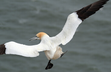 Gannets are large white birds with yellowish heads; black-tipped wings; and long bills. Northern gannets are the largest seabirds in the North Atlantic, having a wingspan of up to 2 m (6.6 ft). 