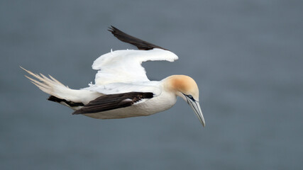 Gannets are large white birds with yellowish heads; black-tipped wings; and long bills. Northern gannets are the largest seabirds in the North Atlantic, having a wingspan of up to 2 m (6.6 ft). 