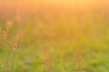 blur nature background before sunset or sunrise, solf focus of field flower, blur texture background
