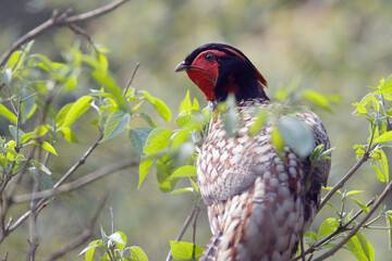 Cabot's Tragopan, (Tragopan cabotia), a rare pheasant, male in tree, Wuyishan, Fujian, China.