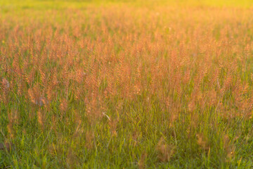soft focus of nature background before sunset or sunrise, solf focus of field flower, texture background of field flower