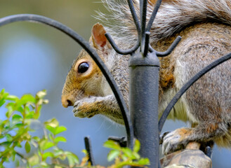 The eastern gray squirrel, also known as the grey squirrel depending on region, is a tree squirrel...
