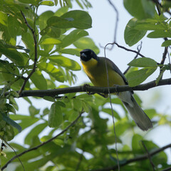 Courtois's Laughing Thrush (Garrulax courtoisi), a critically endangered bird species, near Wuyuan, China.