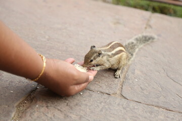 squirrel in hand