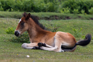 Naklejka na ściany i meble A New Forest Pony foal, near Romsey, Hampshire, UK.