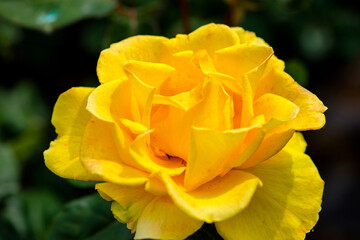 千財バラ園のバラ