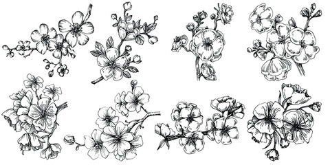 Sakura flower. Floral botanical flower. Isolated illustration element. Vector hand drawing wildflower for background, texture, wrapper pattern, frame or border.