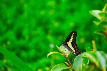 葉に止まるアオスジアゲハ
