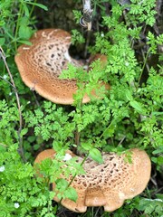 wooding mushrooms in the forest
