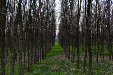 forest in spring