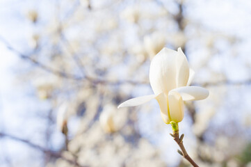 one magnolia bloosom flower background