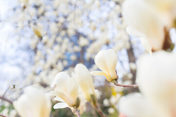 magnolia bloosom tree flowers spring