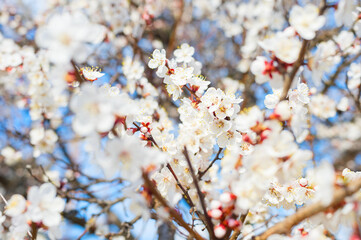 Apricot tree spring blossom flowers