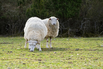 Obraz premium Sheep eating fresh grass. unshorn sheep in a spring field. Sheep looking to camera, Farming, free grazing concept, autumn field