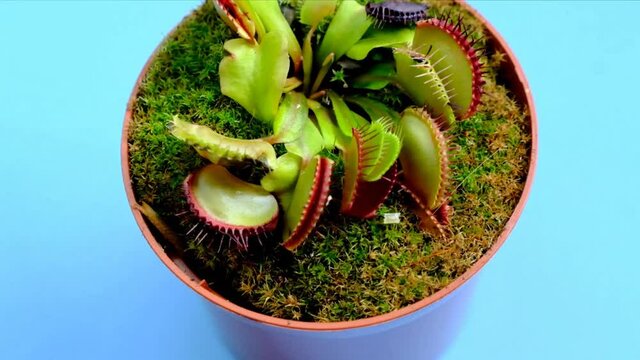Venus flytrap plant (dionaea muscipula) in a pot on a bright blue background.Plant predator