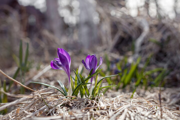 Closeup on small crocus flower in spring