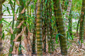 A lush bamboo forest landscape, bamboo