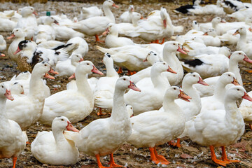 A large group of white-haired ducks in the duck farm