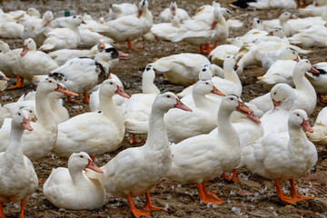 A large group of white-haired ducks in the duck farm