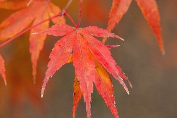 赤く紅葉したモミジ