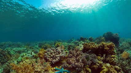 Soft and hard corals. Underwater fish garden reef. Reef coral scene. Philippines.