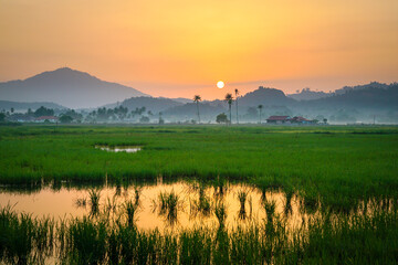 Beautiful golden sunrise on countryside landscape in Malaysia with paddy field. Morning fog and...