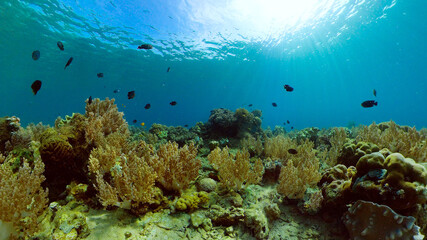 Tropical fishes and coral reef underwater. Hard and soft corals, underwater landscape. Travel vacation concept. Philippines.