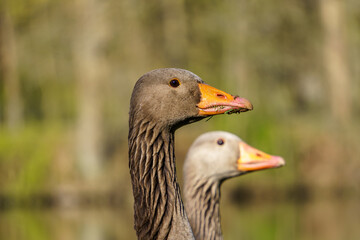 Graugans-Paar von Hals bis Kopf!