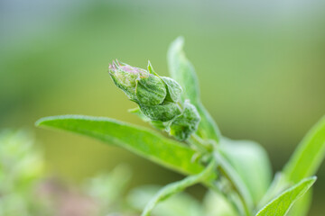 Knospe des echten Salbei - Salvia officinalis
