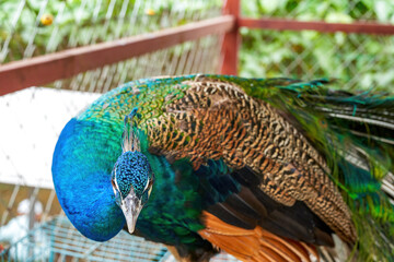 A beautiful and colorful male peacock