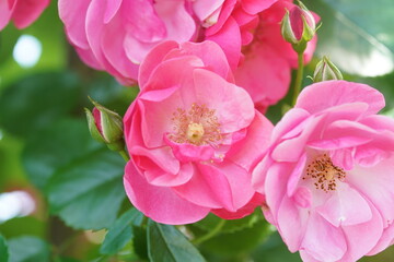 Naklejka na ściany i meble rose flower garden in spring